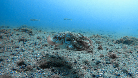 Buceo con título 2 imersiones/1 día